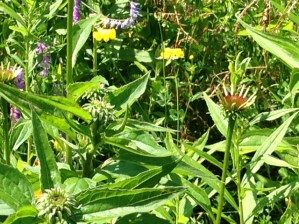 Weeds or Wildflowers