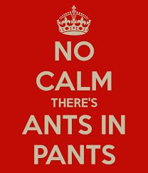 Ants in Pants
