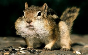 chipmunk-20098-400x250