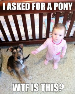 funny-dog-meme-asked-for-pony-241x300