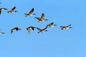 geese-in-v-formation