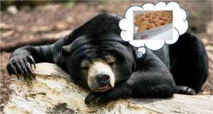 Donut Bear