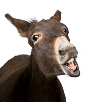 Jackass