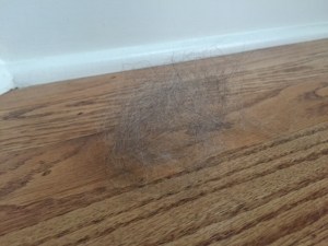 Dog Hair