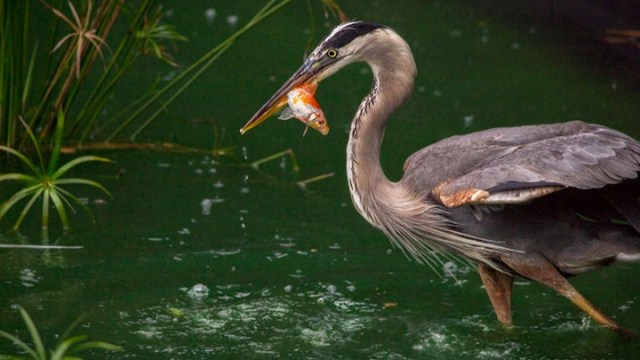 Herriot Heron
