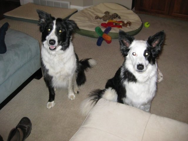 jock-and-tarra-2010-adoption